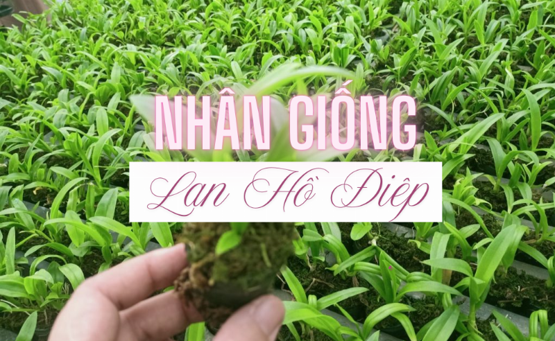 Một keiki lan hồ điệp nhỏ đang được tách cẩn thận từ vòi hoa cũ của cây mẹ bằng kéo sắc. Keiki có 2 lá nhỏ và rễ non bắt đầu phát triển.